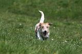 JACK RUSSEL 135